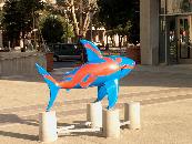 Sharks