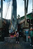 Der weisse Hai / Jaws