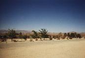 Joshua Tree Lake RV Park